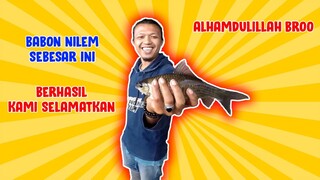 LUAR BIASA TARIKAN IKAN NILEM MONSTER INI!!