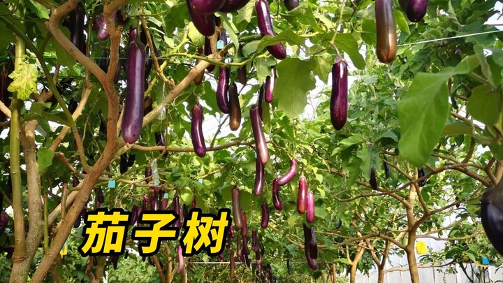 كيف تطعم الباذنجان المعمر لينمو كشجرة كبيرة؟