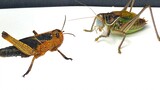 [Insect] Caddisfly Vs. Locust, Someone Wins Instantly