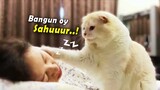 NGAKAK.!😂 Kucing Bangunin Sahur, Puasa, Bukber, & Tarawih ┃ Serba-serbi Ramadhan Versi Kucing Lucu!
