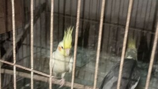 Bird call