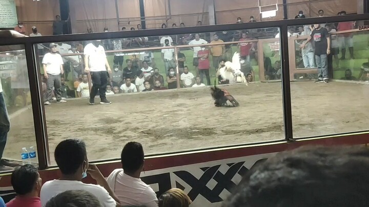 1/2biboy white kelso 1/4 bigtail 1/4 white hatch