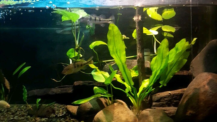 aquascape mini predator