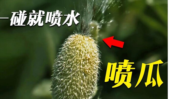 “ชีวิตนี้ไม่รู้จักว่าอะไรคือยาสวนทวาร” — พ่นแตงโม