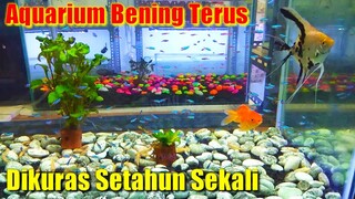 Cara Agar Aquarium Tetap Bening Sampai Tahunan