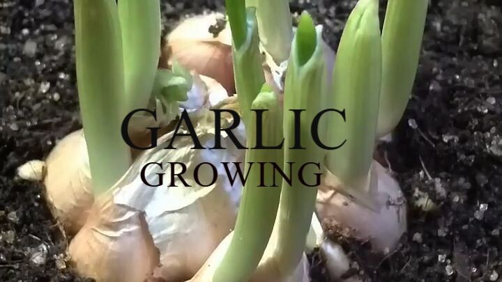 time lapse garlic growing in soil for 10 day