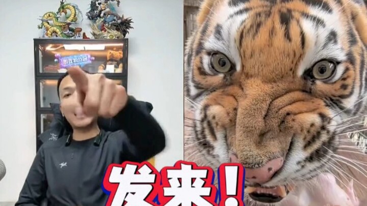 พ่านหง: 66 หาเจอแล้ว นี่มันเสือหวงอาหารรึเปล่า? ส่งมาเลย! ฉันจัดการเองไม่ได้ ให้เมียฉันจัดการแทน