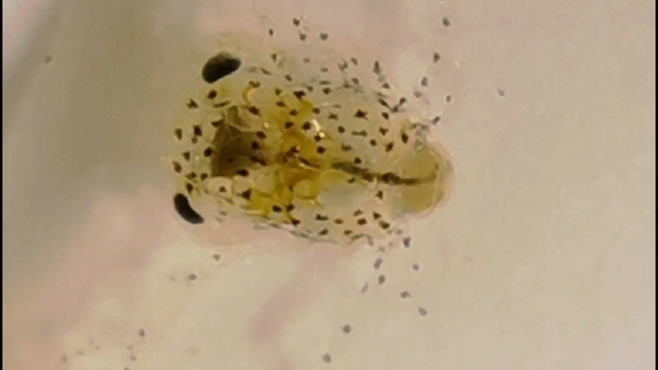 Baby Chinese mitten crabs actually look like this—plus, they’re great swimmers!