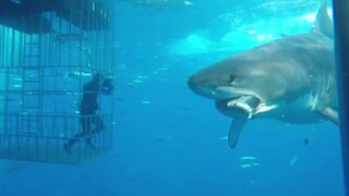 在海底跟鲨鱼一起食碗米