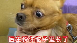哈尼突然生病了……