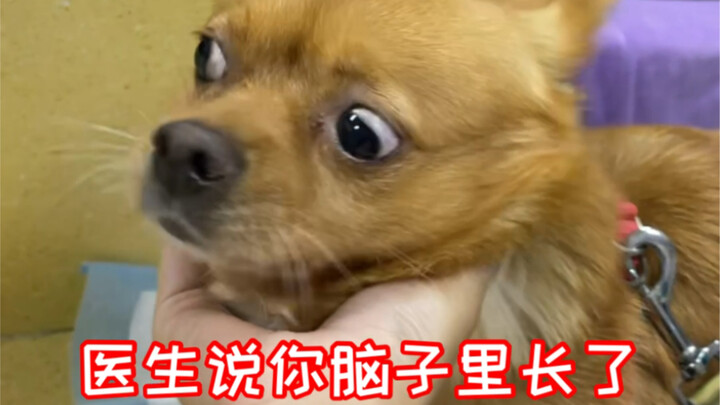 哈尼突然生病了……