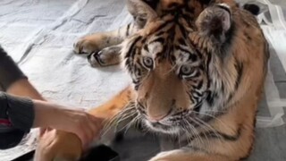 Tiger Baby