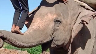 Việc cách ly tại nhà ở khu ổ chuột Ấn Độ đã tan thành mây khói, ngày thứ 25 Ấn Độ phong tỏa đất nước