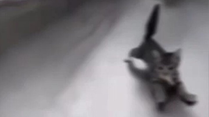 [Animal Voiceover] Open！！！！！