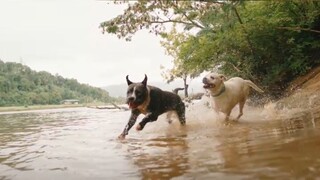 If dogs could talk