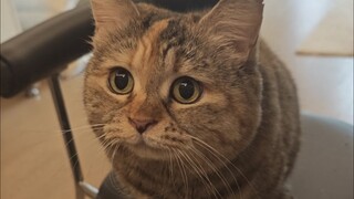 This kitty must be able to eat the right food, right?