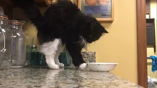 Cats who study hard can easily make people restless