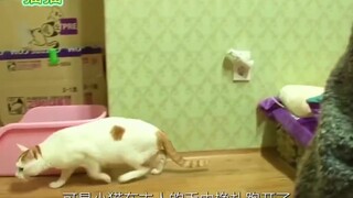 这只猫猫白天好好的，半夜撕咬熟睡的主人