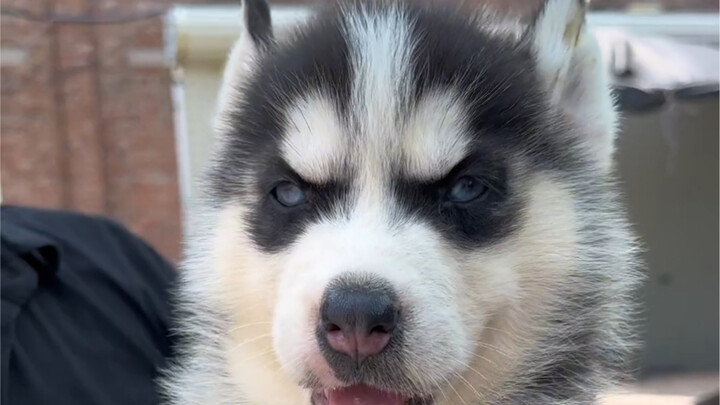 Bantu Penggemar Memilih Anjing Husky