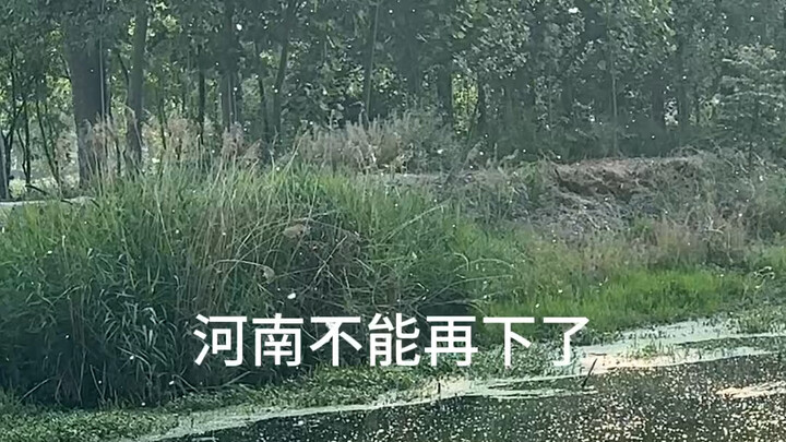 เหอหนานหยุดตกได้แล้ว #ฝอยต้นยูคาลิปตัส #ฤดูที่ฝอยต้นยูคาลิปตัสปลิวว่อน