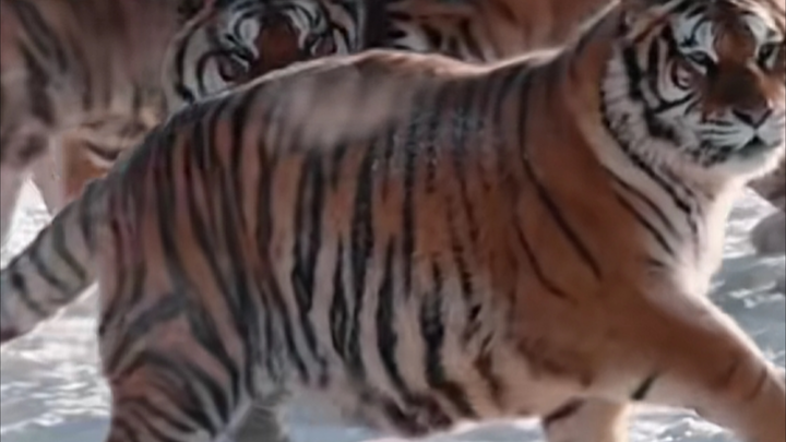 Fun Fact: For Every Extra Manchurian Tiger in China, Russia Loses One Siberian Tiger
