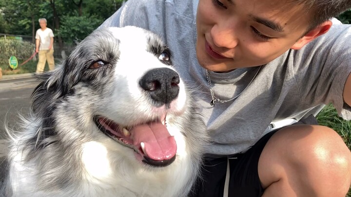 دعني أخبرك: كم هو صعب إرضاء كلب الراعي الأسترالي!