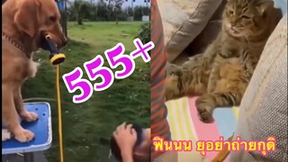 รวมคลิปสุดฮา หมา&แมว  น่ารักตลกๆ ep.6 |funny cats and dog compilation