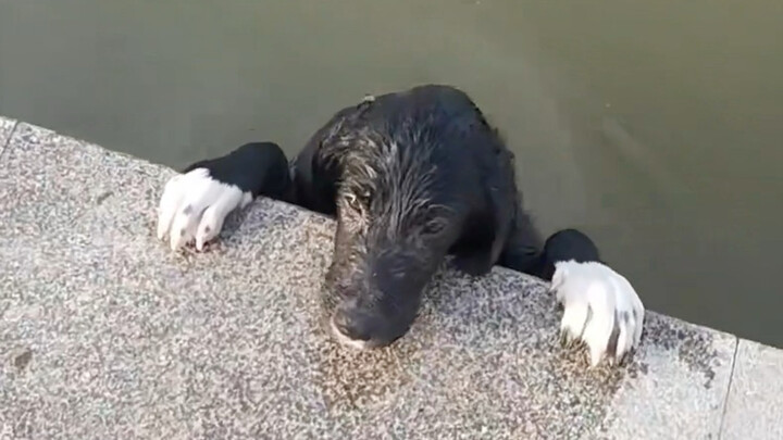 A dog that falls into the water—lift it out and it splashes you all over with water.