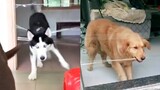 Dog or Cat React Intelligence with Clear Tape - Funny Dogs and Cats Reaction to Clear Tape