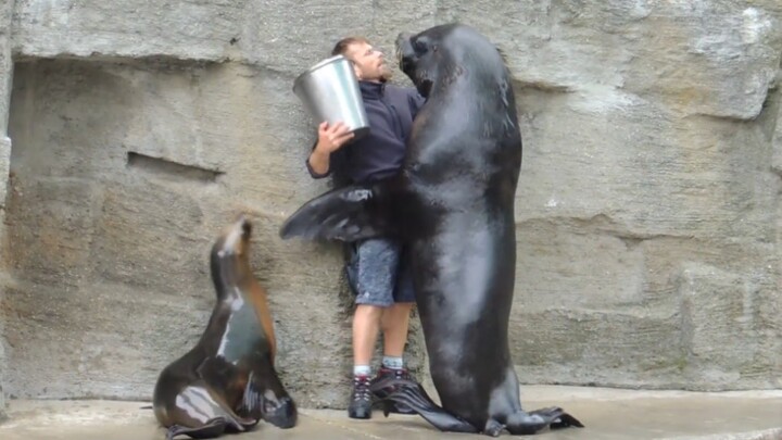 أسد البحر البالغ من جنوب المحيط الهادئ يعانق الحارس ويجبره على تسليم السمك من الدلو