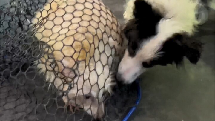 Rakun menggigit majikannya dengan ganas, lalu anjing Border Collie balas dendam untuk sang majikan!