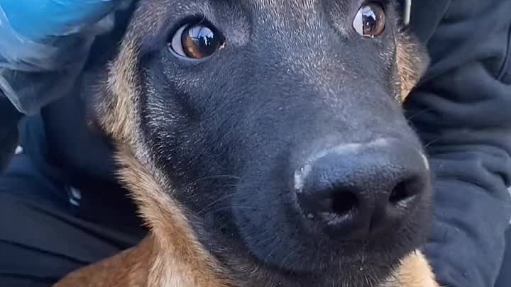 Haha, con chó này chắc hơi ngốc, cứ nhìn mình chằm chằm không rời mắt.