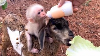 ลิงเล่นกับหมา #น่ารัก #สัตว์ #สนุก #ลิง