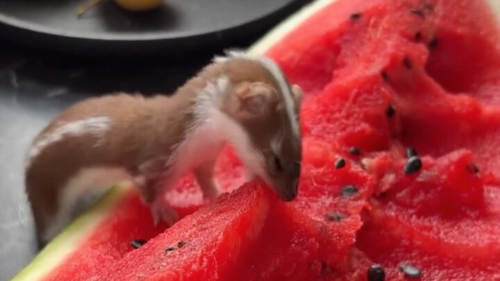 Si imut makan semangka, satu gigitan pun belum membuatnya kewalahan