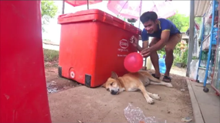 เอาลูกโป่งไปแกล้งหมา จะเกิดอะไรขึ้น!! prank dog