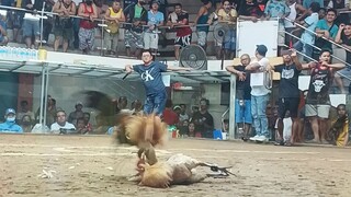 talisay win Texas cockpit arena.