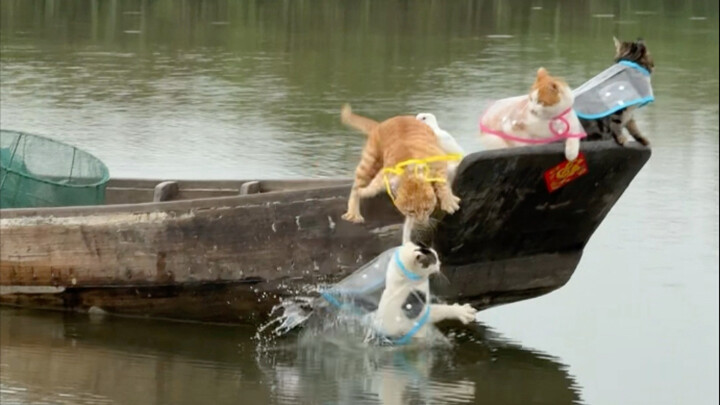 Tuyển tập mèo vượt sóng gió