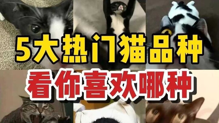 Which of these popular cat breeds do you like best?