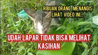 Anak Kucing Tidak Bisa Melihat Hanya Duduk Diam Sendiri Menunggu Pertolongan Karena Matanya Rapat..!