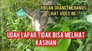 Anak Kucing Tidak Bisa Melihat Hanya Duduk Diam Sendiri Menunggu Pertolongan Karena Matanya Rapat..!