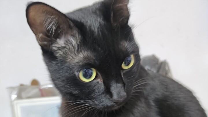 قواعد المياو: لقطات كواليس مزعومة لصوت إلو كات في البرية تكشف عن إيتشي!