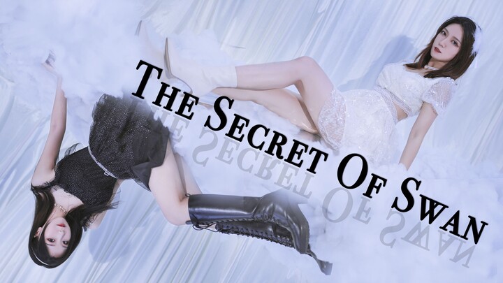 【瑾X灰】是两只有力度的黑白天鹅❤IZONE-幻想童话❤Secret Story of the Swan