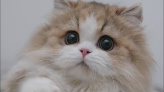 Baobao the little one is graduating and moving to a new home~ And here's the reply on why I didn't k