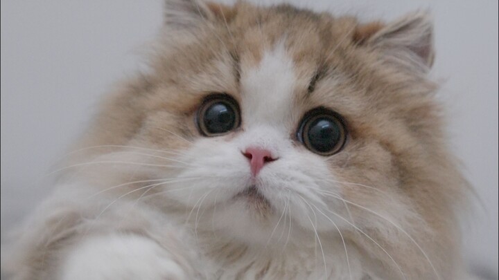 Sang anak Baobao akan lulus dan pindah ke rumah baru~ serta jawaban mengapa tidak menyimpan tasnya s