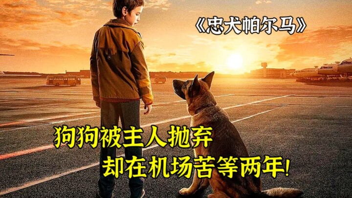 Dog abandoned by its owner waits at the airport for two years—and finds redemption!