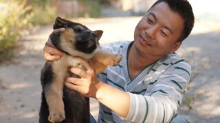 Huanong Brothers: The puppies of my brothers are weaned, I caught two and brought them home to raise