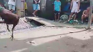 gold line #sabong sa pinas