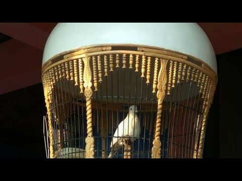 Burung perkutut berkelas