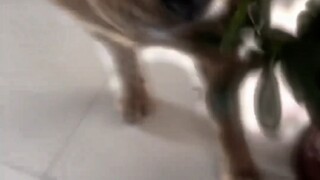 حامل اللوم "أسرع من اللسان في نطاق 5 أمتار"