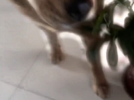 Pahlawan yang selalu disalahkan "cepat bicara dalam jarak 5 meter"